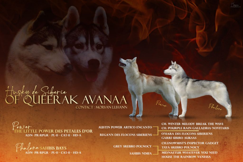 chiot Siberian Husky Of Queerak Avanaa